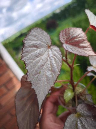 Begonia Rex 'Two Face' Mediana.