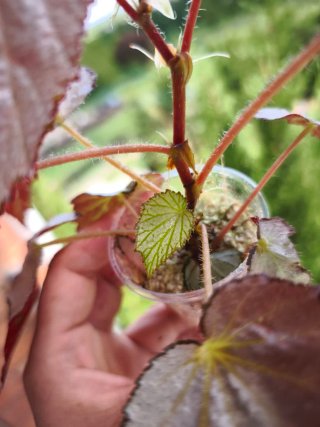 Begonia Rex 'Two Face' Mediana.