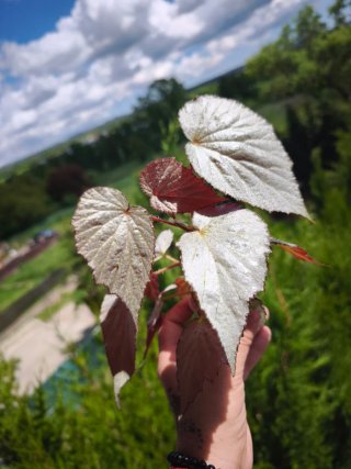 Begonia Rex 'Two Face' Mediana.