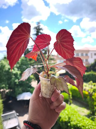 Begonia Rex 'Two Face' Mediana.