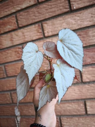 Begonia Rex 'Two Face' Mediana.