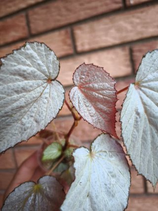 Begonia Rex 'Two Face' Mediana.
