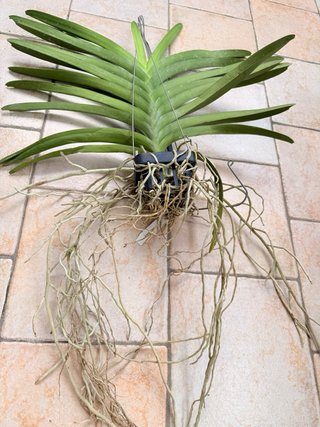 Orchidea Vanda Corneels Ciliers