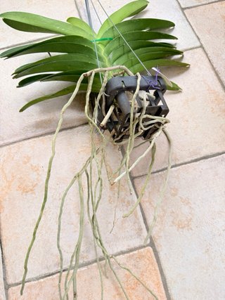 Orchidea Vanda Vanda Pachara Delight FCC/JOGA