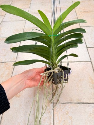 Orchidea Vanda Vanda Pachara Delight FCC/JOGA