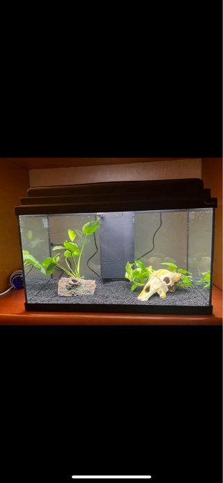 Acuario con todos los accesorios y filtro externo.