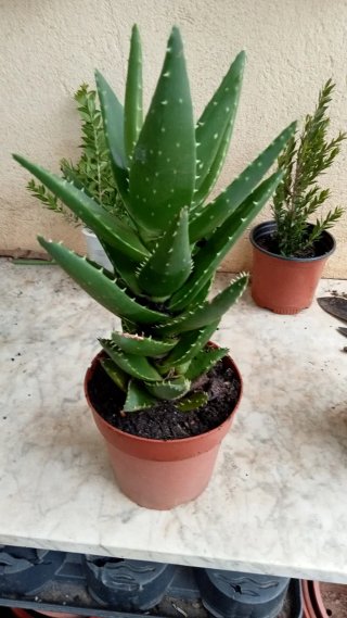 Faucaria planta suculenta