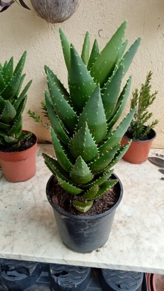 Planta Faucaria Felina en maceta