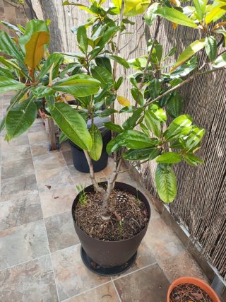 Magnolio en maceta