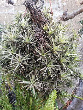 Thillandia Pianta del Vento - 15 piantine