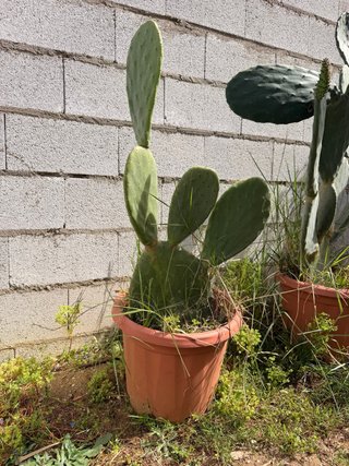 Planta de chumbera en maceta