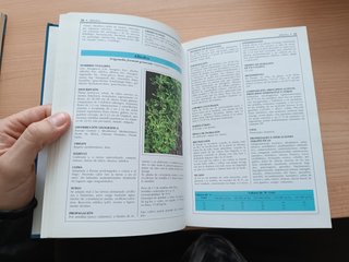 Cultivo de plantas medicinales, aromáticas y condi