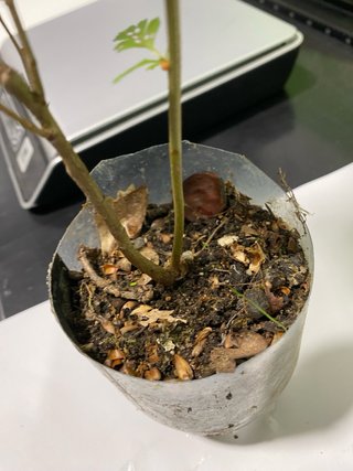 Plantón de espino albar pa pre- bonsái