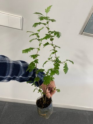 Plantón de espino albar pa pre- bonsái
