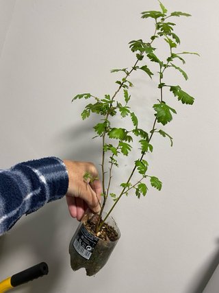 Plantón de espino albar pa pre- bonsái