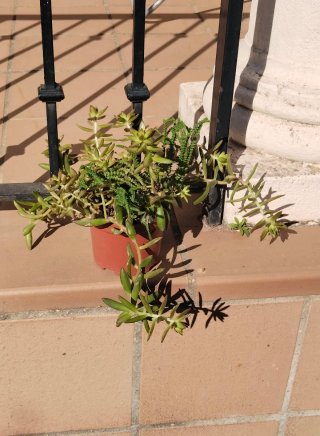 Planta Suculenta Sedum Adolphii y Crassula Muscosa
