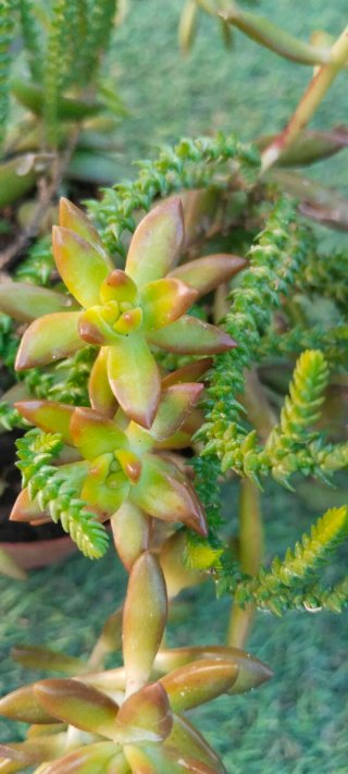 Planta Suculenta Sedum Adolphii y Crassula Muscosa