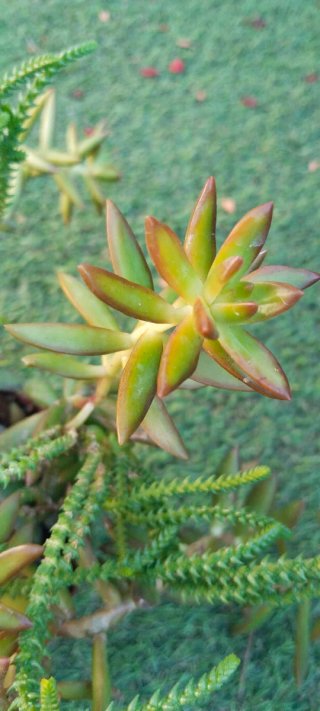 Planta Suculenta Sedum Adolphii y Crassula Muscosa