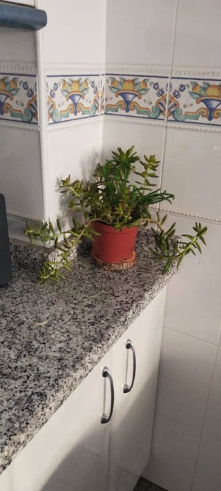 Planta Suculenta Sedum Adolphii y Crassula Muscosa