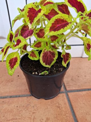 Coleo con hojas rojas y verdes