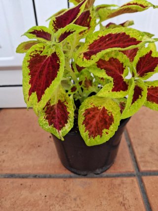 Coleo con hojas rojas y verdes