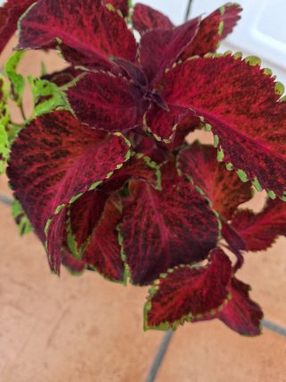 Planta Coleo