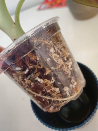Alocasia Black Velvet Pianta