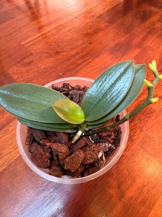 Orchidea Phalaenopsis