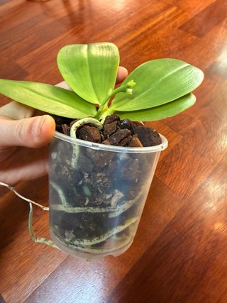 Orchidea Phalaenopsis