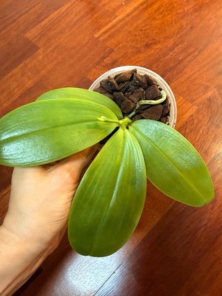 Orchidea Phalaenopsis