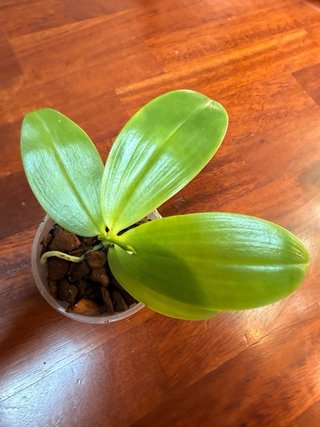 Orchidea Phalaenopsis