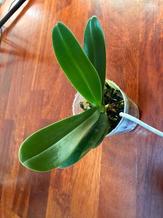 Orchidea Phalaenopsis