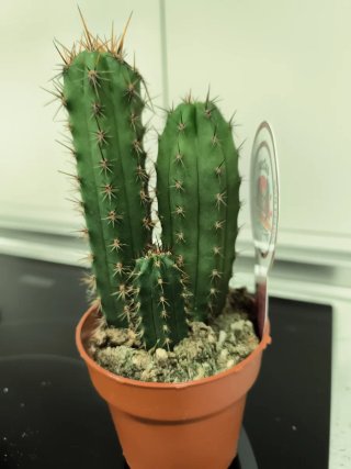 Lote de Cactus en maceta marrón
