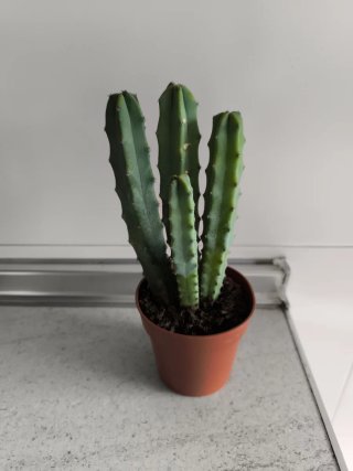 Lote de Cactus en maceta marrón