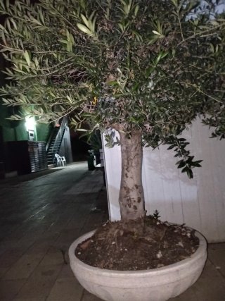 Olivo en maceta