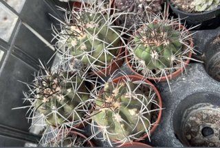 Set 3 Copiapoa