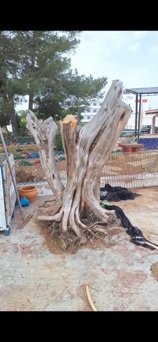 Sabina Ibicenca para decoración o escultura
