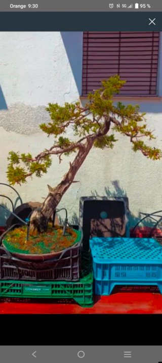 Bonsái Juniperus