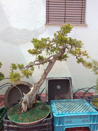 Bonsái Juniperus