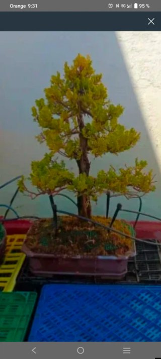 Bonsái Juniperus Thuya