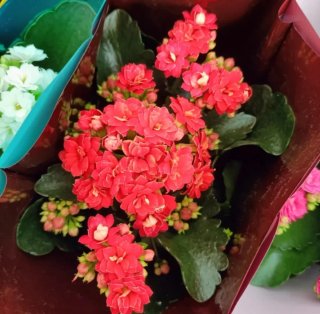 Set 5 Kalanchoe Doppio Perfecta