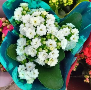 Set 5 Kalanchoe Doppio Perfecta