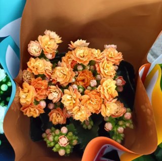 Set 5 Kalanchoe Doppio Perfecta
