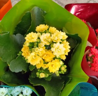 Set 5 Kalanchoe Doppio Perfecta