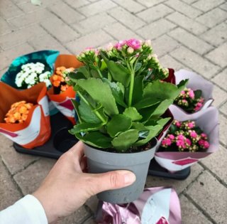 Set 5 Kalanchoe Doppio Perfecta