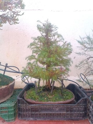 Bonsai Criptomeria