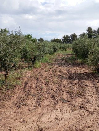 Terreno