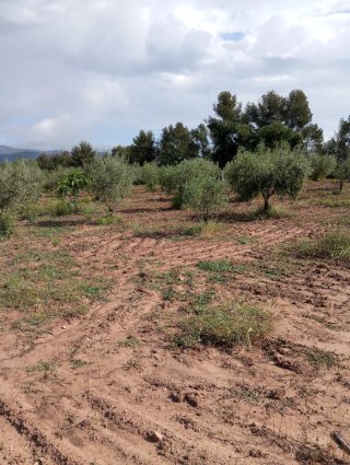 Terreno