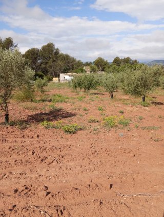 Terreno