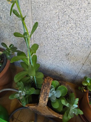 Planta  en maceta de barro